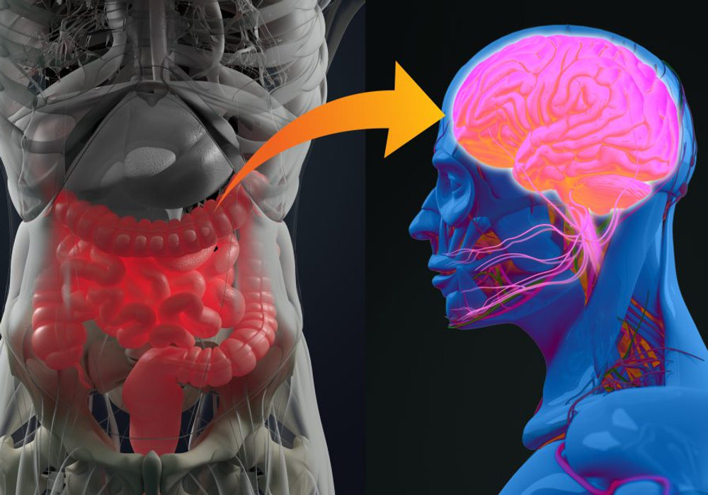 The Gut-Brain Connection: How Your Digestion Affects Your Mood