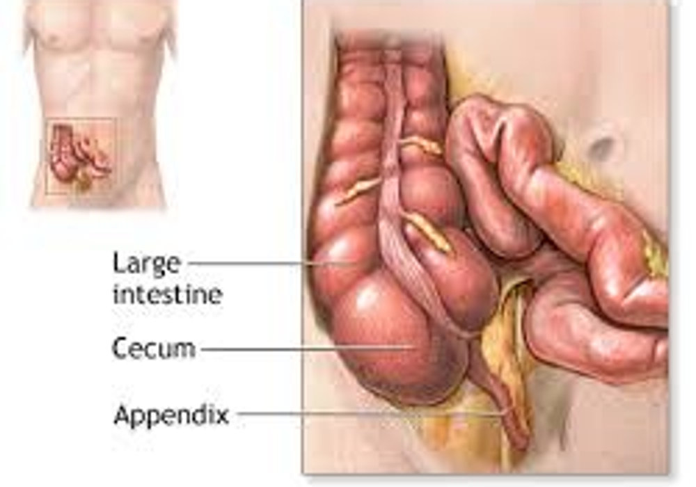 Beyond the Band-Aid: Common Pediatric Surgical Procedures Explained for Parents