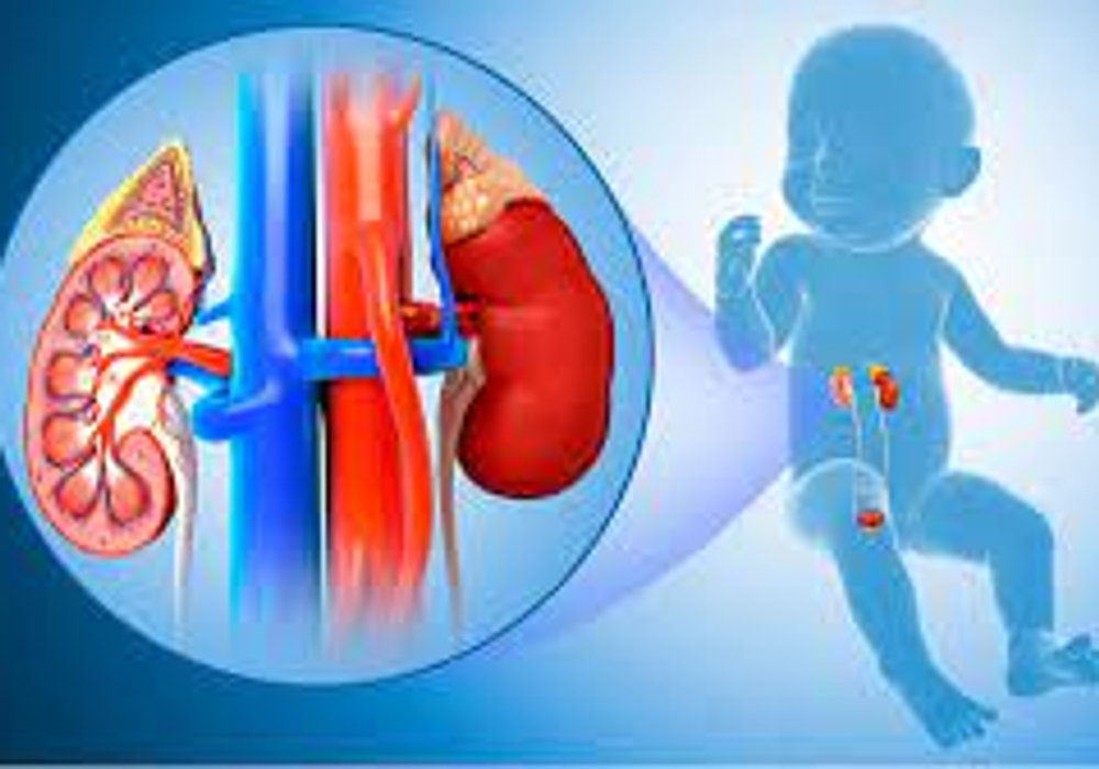 The Intricate dance of Kidney & Bladder