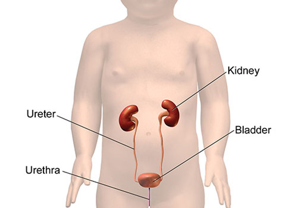 Exploring the Evolution of Paediatric Urology: A Historical Overview