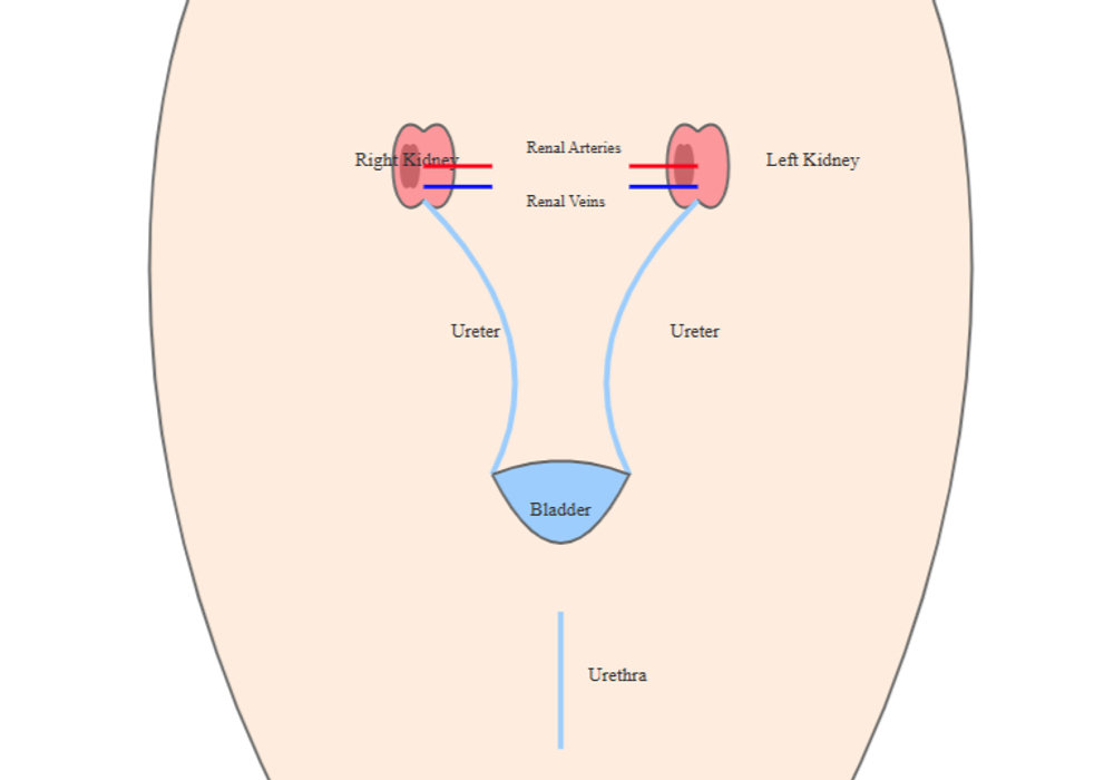 Neurogenic bladder and bowel dysfunction in children